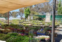 Wagga Nursery购物图片