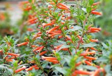 Riggio's Garden Center购物图片