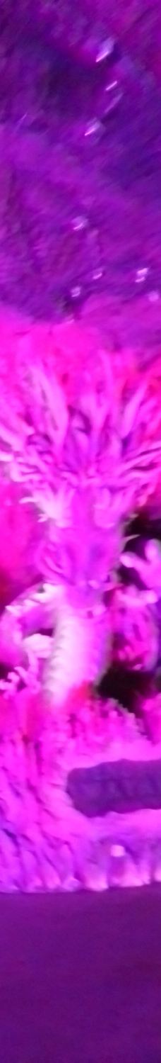 江之岛岩屋-藤泽市