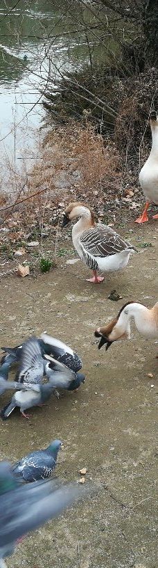 Parco della Pellerina-都灵