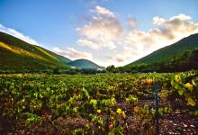 Art & Wine Winery景点图片