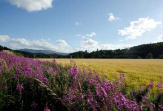 Craigellachie Bridge景点图片