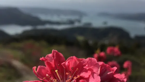 Mt. Aguri