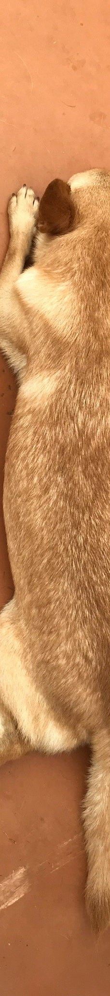 世界名犬牧场-前桥市