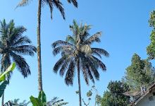 Parkir Tumpak Sewu景点图片