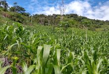Finca los Escalantes vereda carrizal municipio de Salazar Norte de Santander Colombia景点图片
