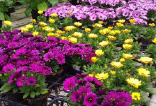 Vrtnarstvo Kozjek Gregor Kozjek S.P.购物图片