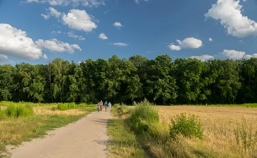 Kabaty Forest