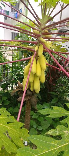 Cozy Garden-新加坡