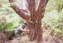 Tangikaroro Native Nursery & Reserve购物图片