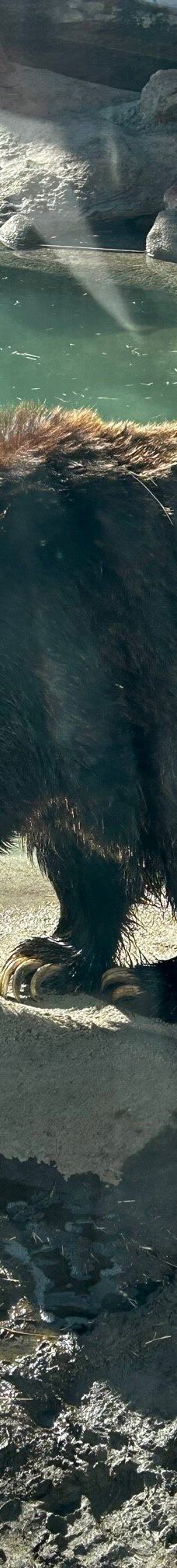 大熊湖动物园-大熊湖