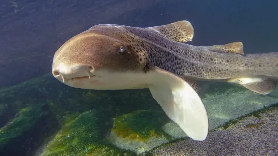 伊魯康吉水族館邂逅鯊魚和鰩魚