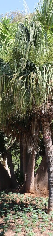 San Anton Gardens-阿塔尔德