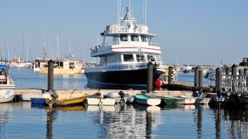 Atlantic Whale Watch