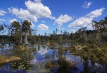 Cattai Wetlands景点图片