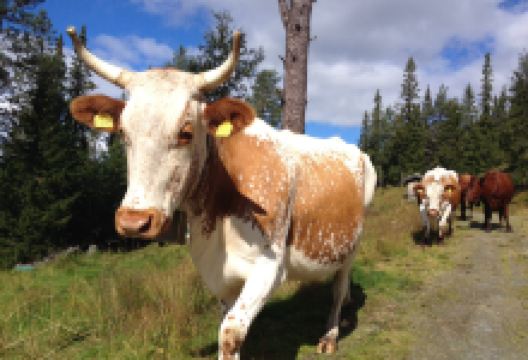 Håvardsrud Seterliv购物图片