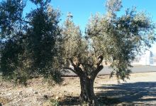 Almazara Aceite Castillo de Tabernas景点图片