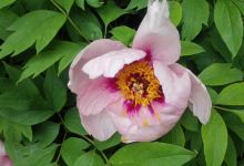Māris Linde decorative garden景点图片
