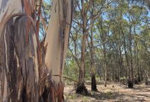 Heathcote-Graytown National Park景点图片