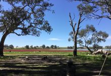 Cockatoo Lake Recreation Reserve景点图片