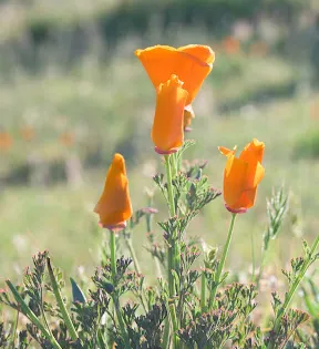 Diablo Hills Regional Park