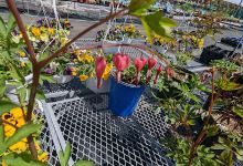 Burt's Greenhouses购物图片