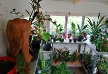 Mike's Tropical Garden景点图片