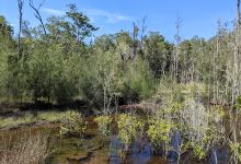 Kawana Forest Bushland Reserve景点图片