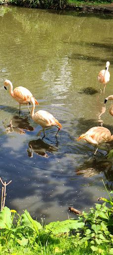 Twycross Zoo-阿瑟斯通