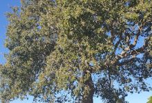 Masseria Quattromacine景点图片