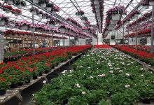 Brigiotta's Greenhouse & Garden Center购物图片