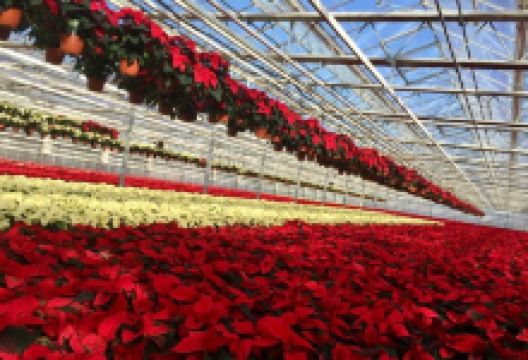 Wojnowcy s.c.购物图片