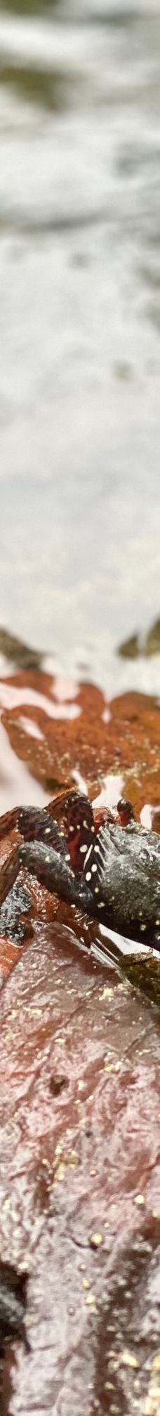 卡维塔国家公园-Talamanca