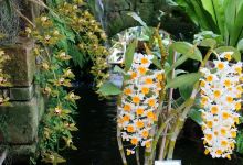 Eric Young Orchid Foundation景点图片
