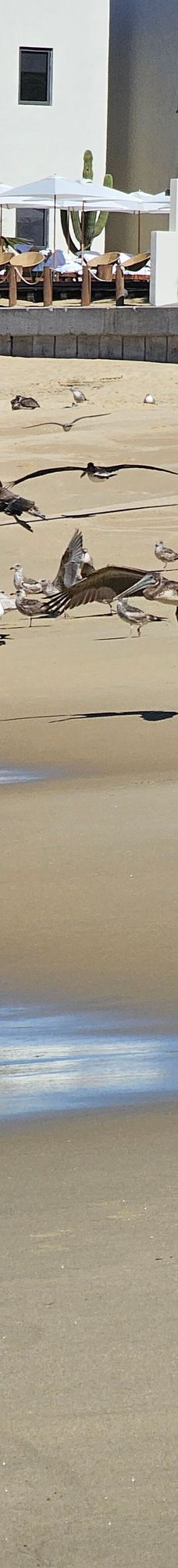 Punta Lobos-拉巴斯