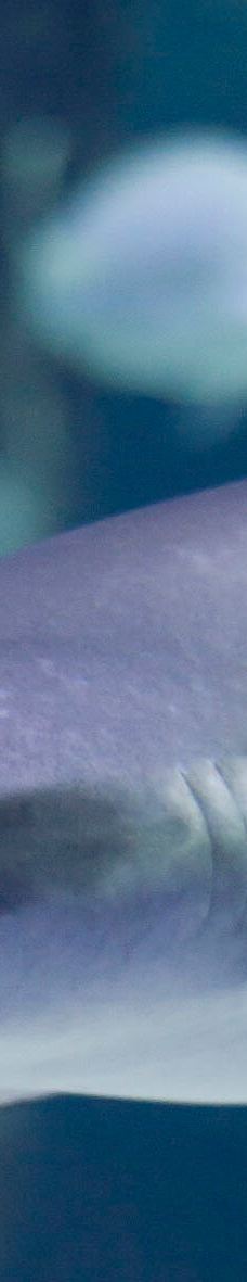 Seaquarium-勒格罗－迪鲁瓦