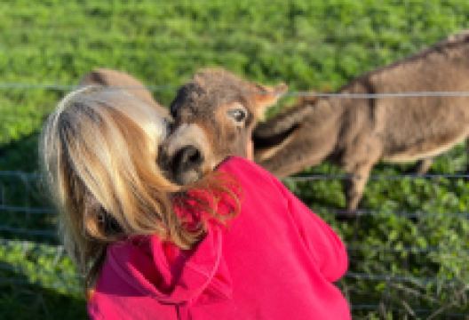 Miller's Ark Animals景点图片