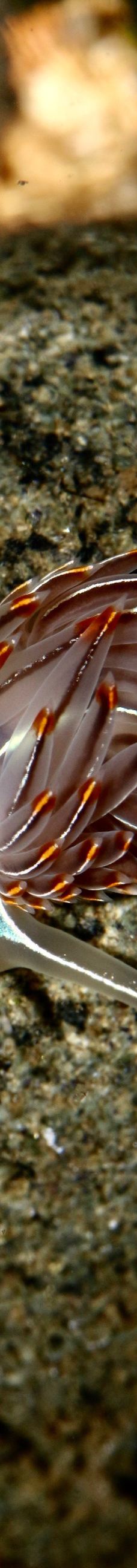 Discovery Passage Aquarium-坎贝尔河