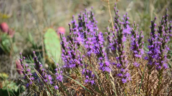 Reservoir Ridge Natural Area