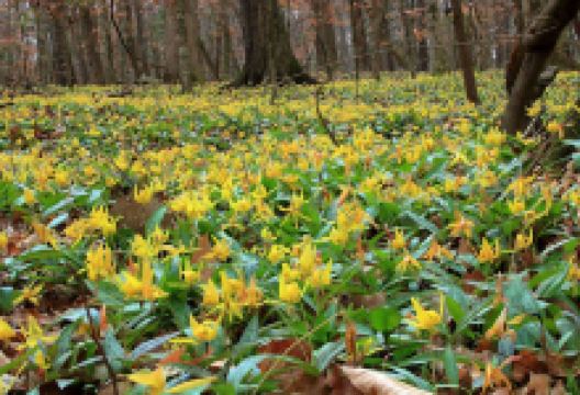 Wolf Creek Trout Lily Preserve景点图片