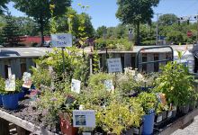 Gateway Garden Center购物图片