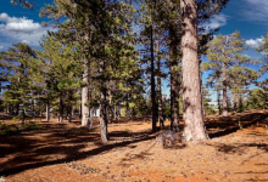 500 Years Old Pine景点图片