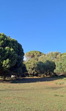 El Pinar del Rey-圣罗克