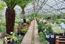 Hayle Plants购物图片