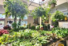 Millwood Garden Center购物图片