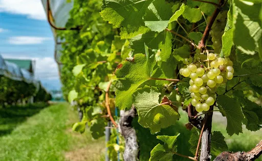 Manns Wine Komoro Winery