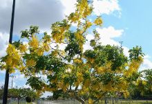 Homestead Air Reserve Park景点图片