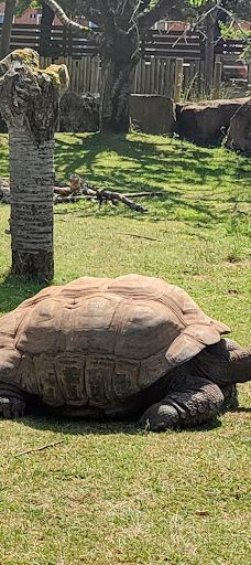 Twycross Zoo-阿瑟斯通