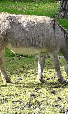 Freiberg Zoo-Mittelsachsen