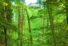 Alice Holt Forest景点图片